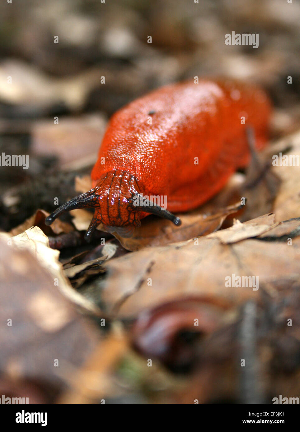 European Red Slug Stock Photo