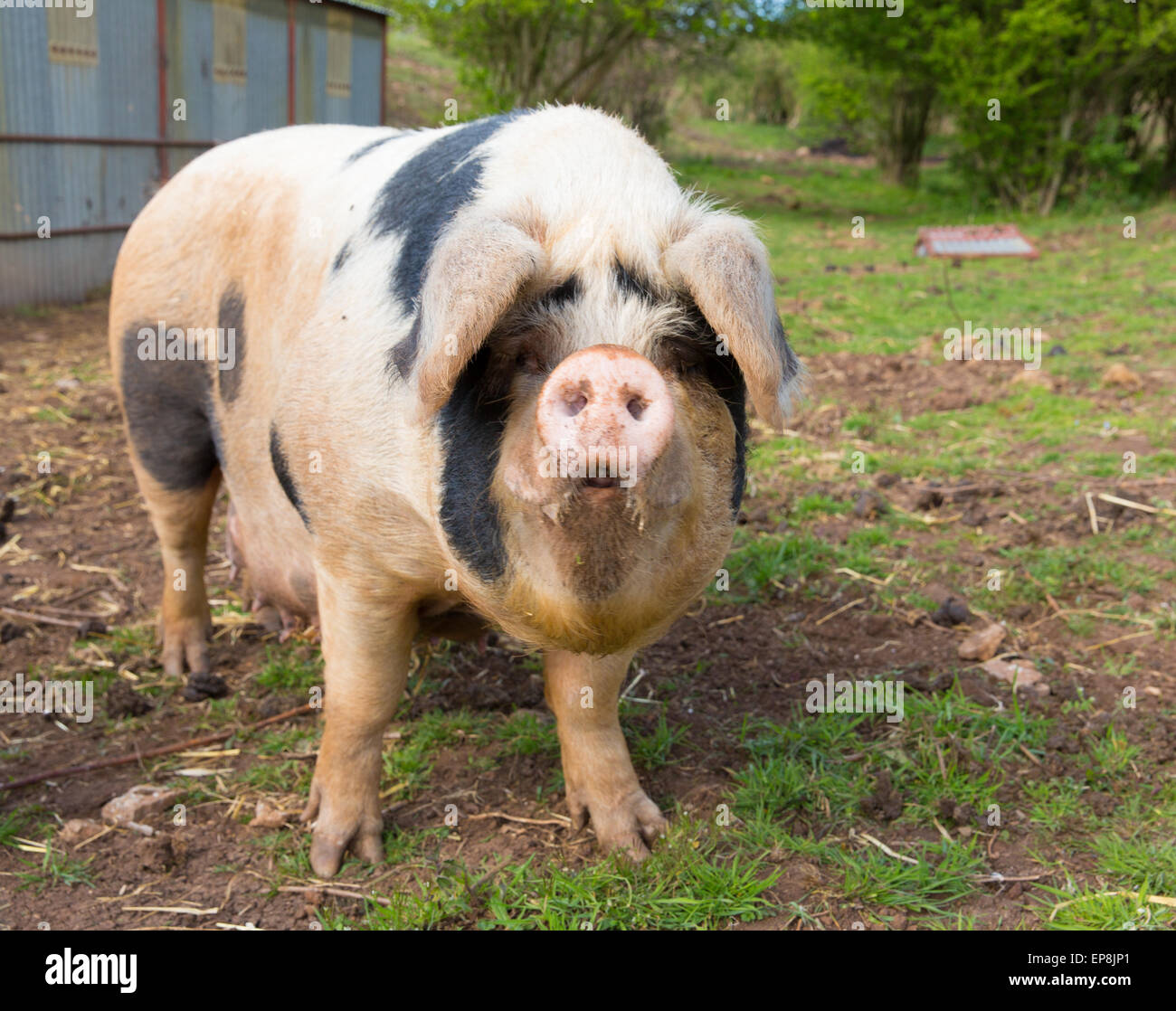 Inquisitive pig with black spots looking to camera standing in a field Stock Photo