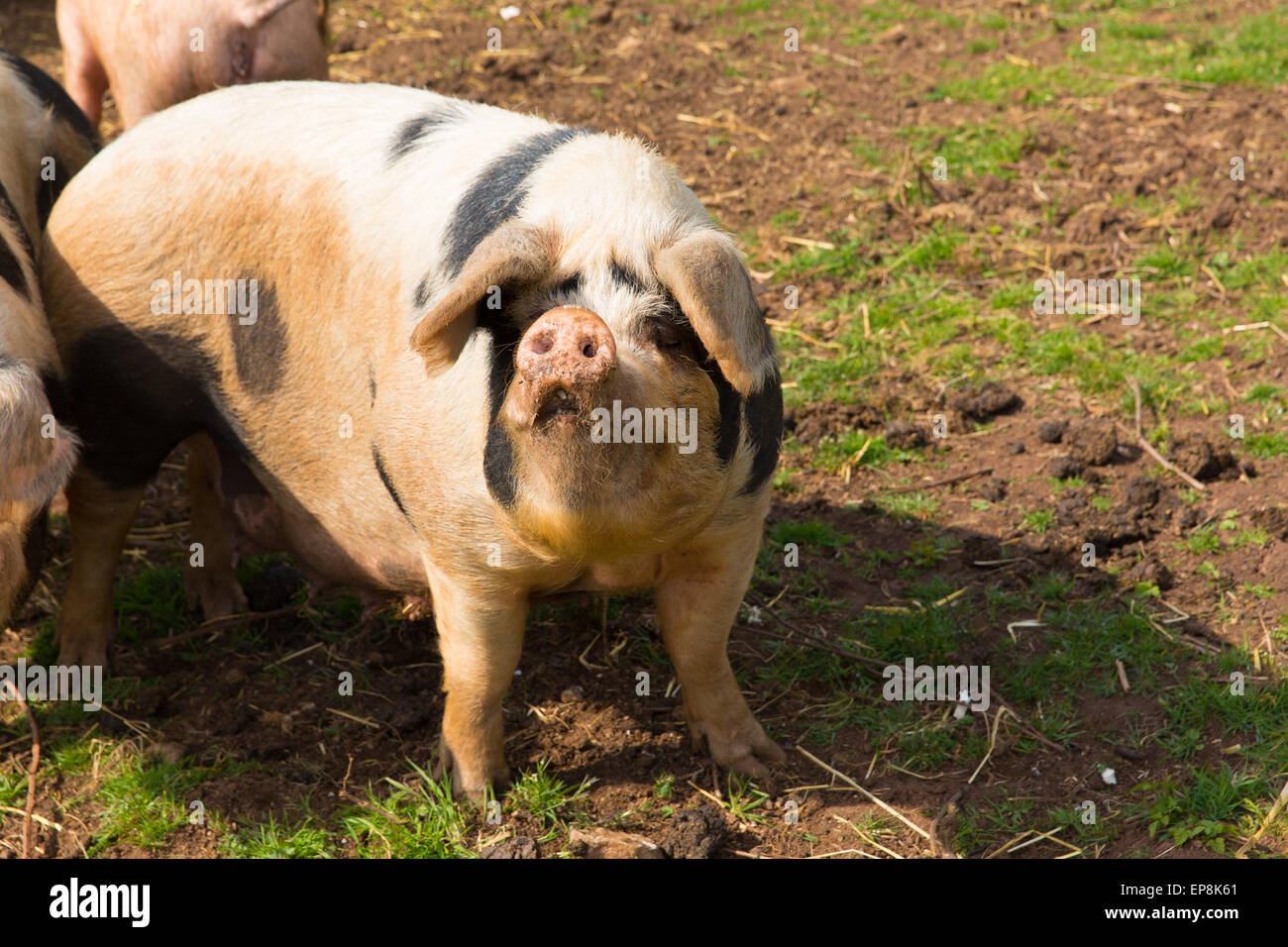 Cute spotted pig with black spots looking to camera standing in a field Stock Photo