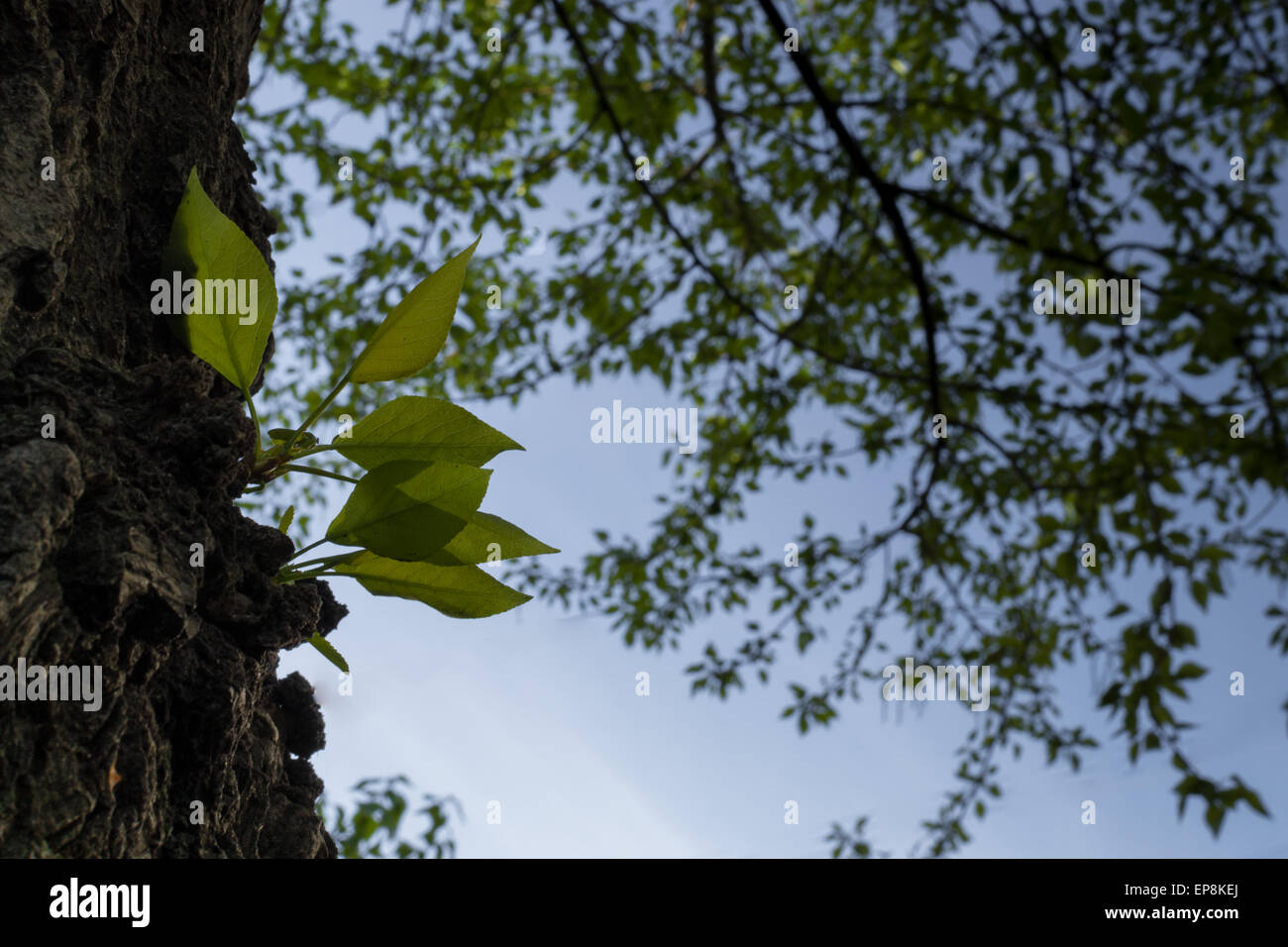 Fresh green leaves growing on the side of a tree in Spring Stock Photo