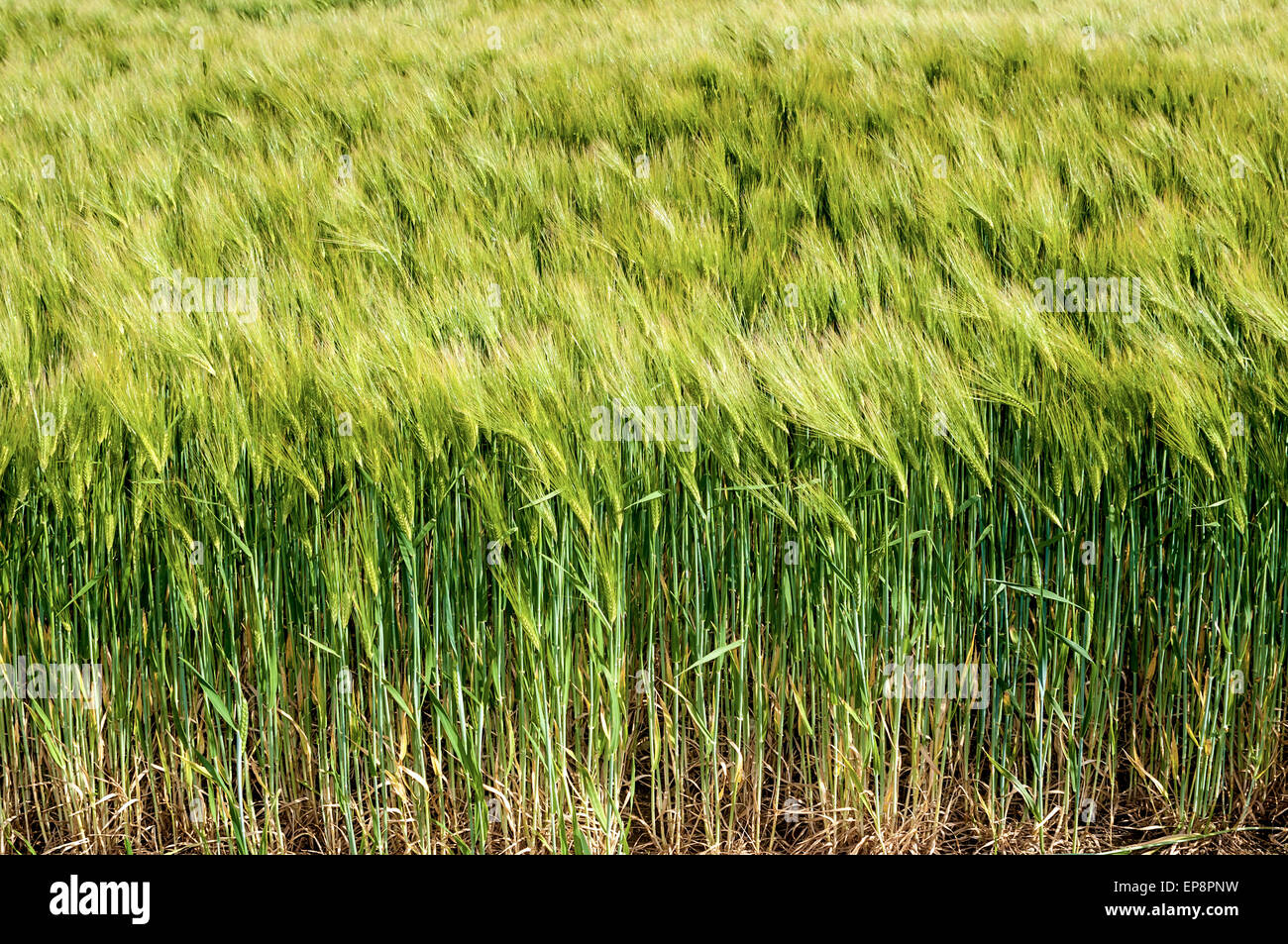 Winter Barley - France Stock Photo - Alamy