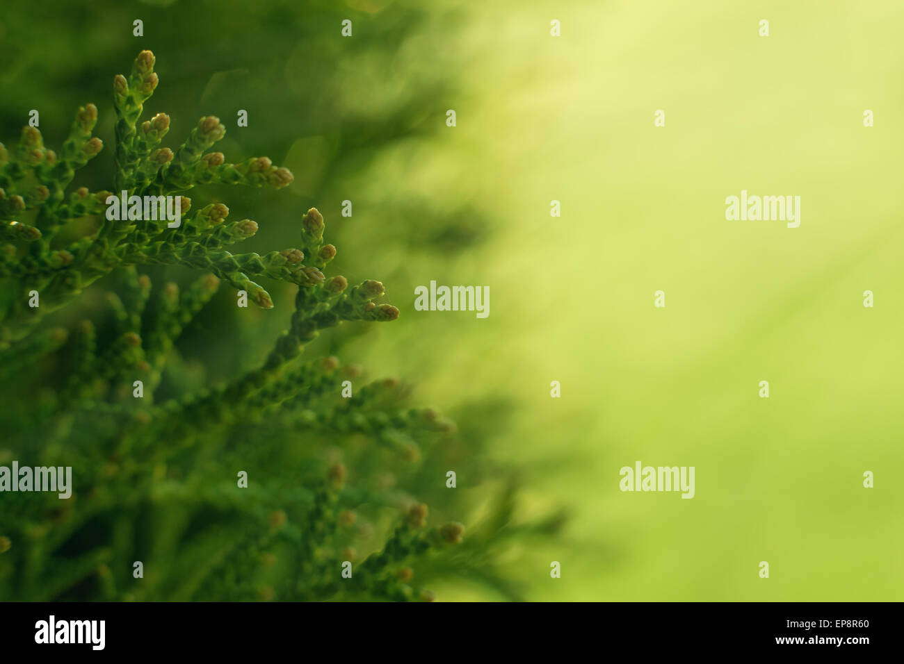 Green Hedge of Thuja Trees. Macro shot thuja branches in the sunlight. Copyspace for text. Stock Photo