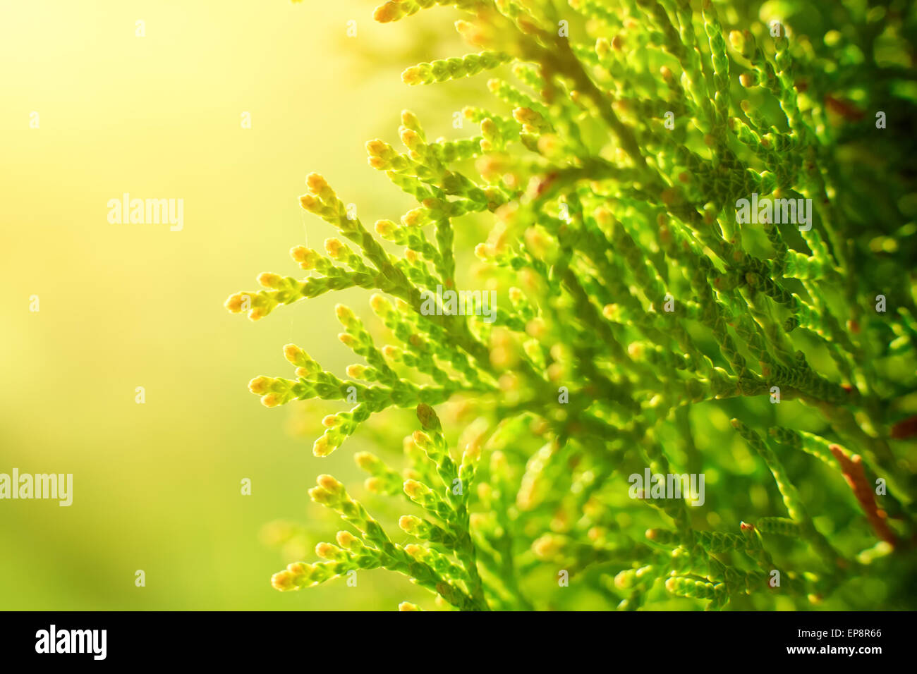 Green Hedge of Thuja Trees. Macro shot thuja branches in the sunlight. Stock Photo