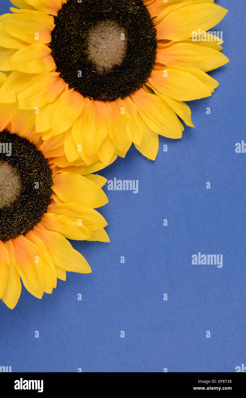 Two sunflowers on a blue background with space for text Stock Photo - Alamy