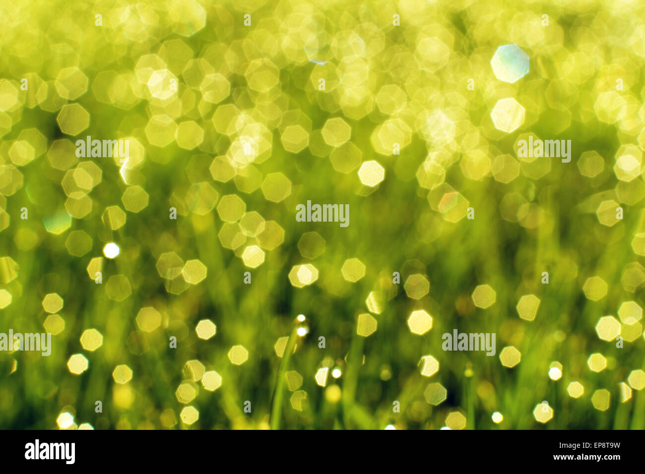 Sunny abstract green nature background Stock Photo - Alamy