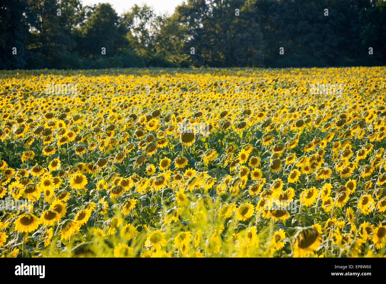 Sunflower field during bright summer day Stock Photo - Alamy