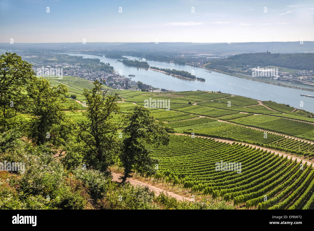 View on Ruedesheim in the Rheingau, Hesse, Germany Stock Photo