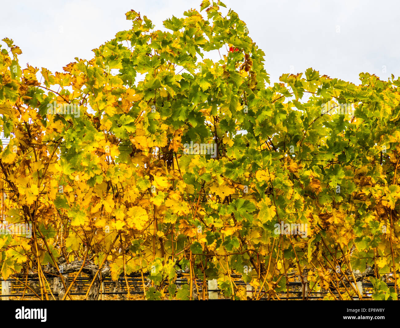 Grape Trellis High Resolution Stock Photography and Images Alamy