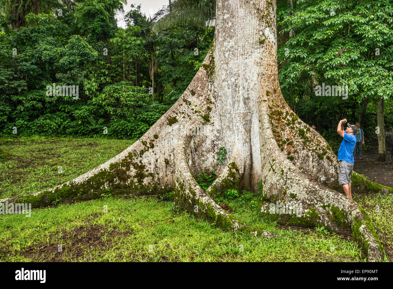 Tourists at base of ceiba tree, Ceiba Pentandra, at Caracol, Maya ruins,  Chiquibul Forest, rainforest in Cayo District, Belize Stock Photo - Alamy