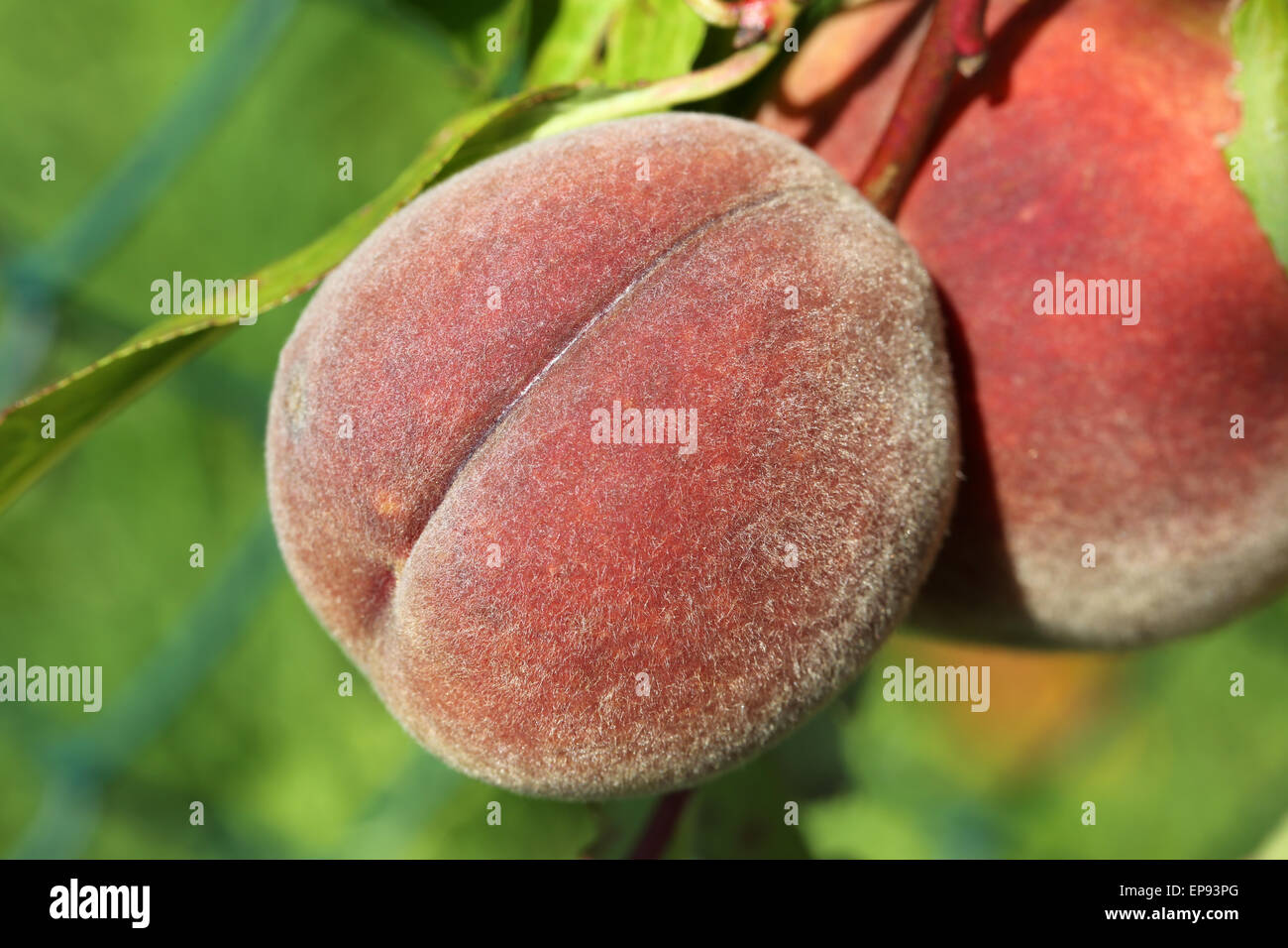 Pfirsich auf einem Pfirsichbaum Stock Photo