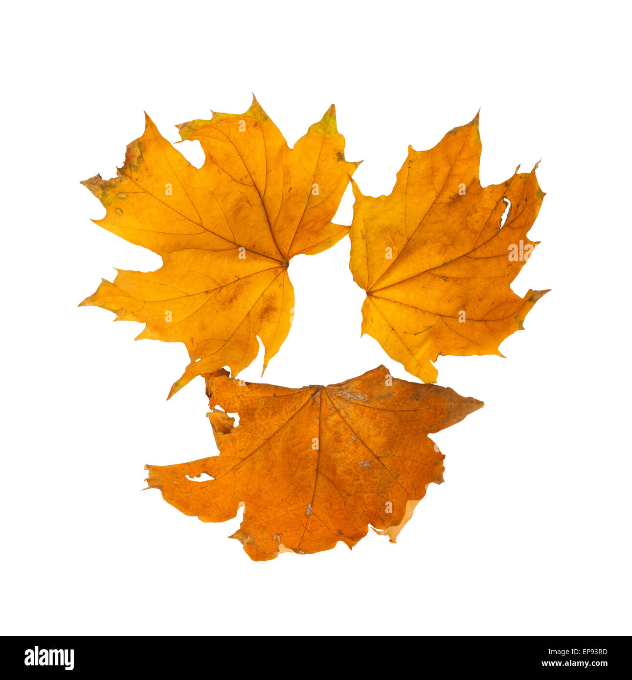 A bright orange maple leaf on a white background isolated Stock Photo ...