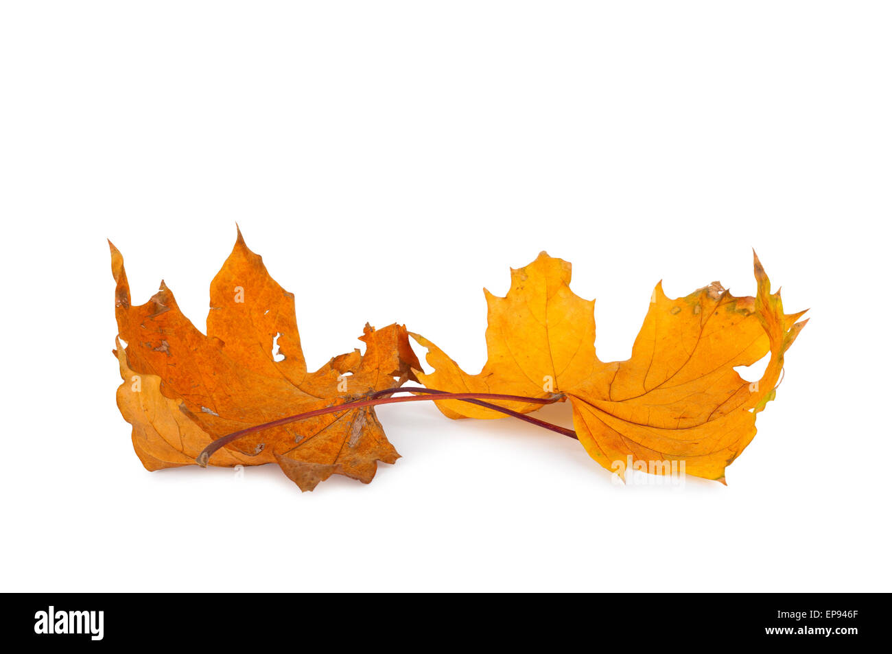 A bright orange maple leaf on a white background isolated Stock Photo ...