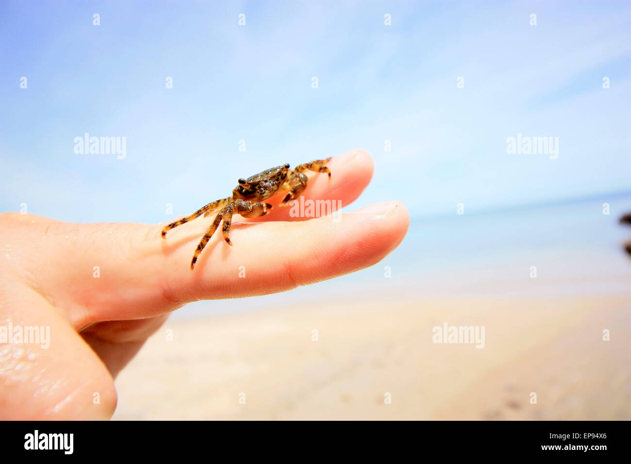 Tiny crab hi-res stock photography and images - Alamy