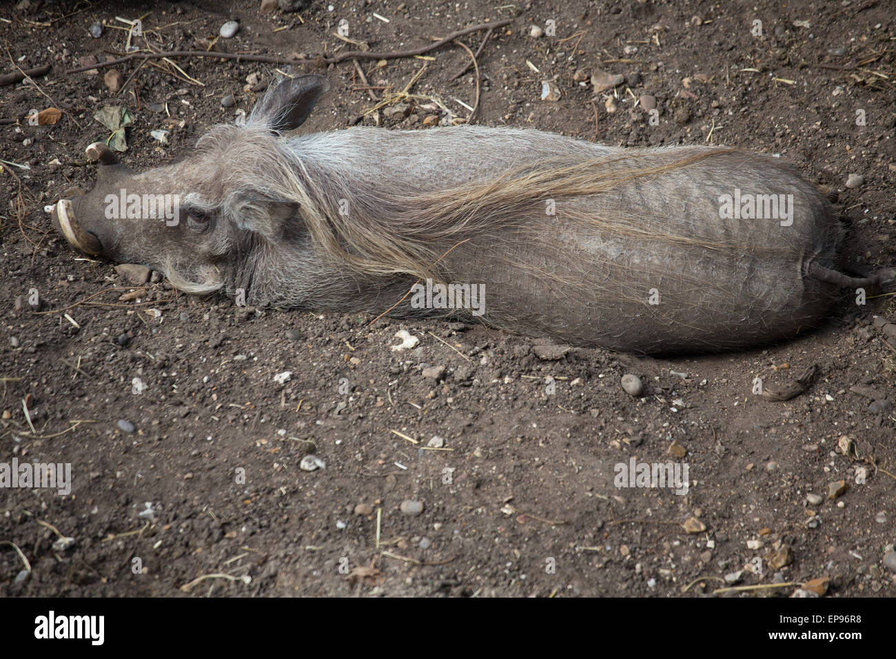 Wild boar  Britannica