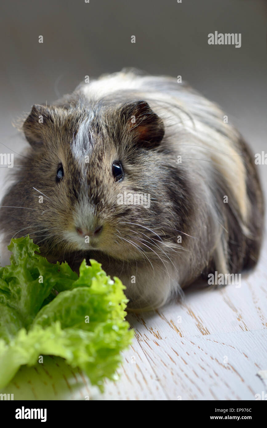 brown guinea pig and salad leaf Stock Photo