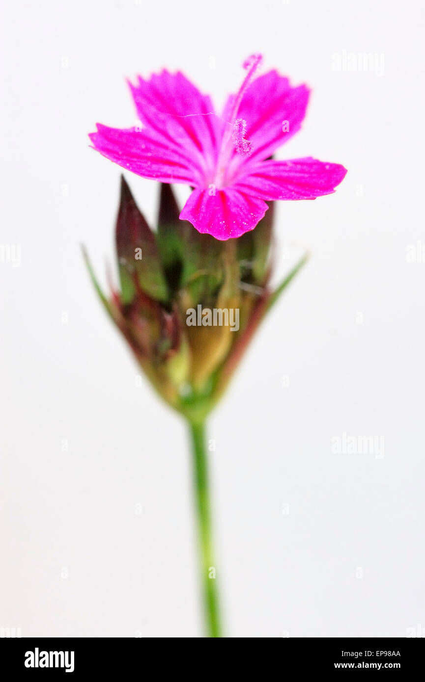 wild violet carnation  epilobium parviflorum hirstum sylvestris Stock Photo