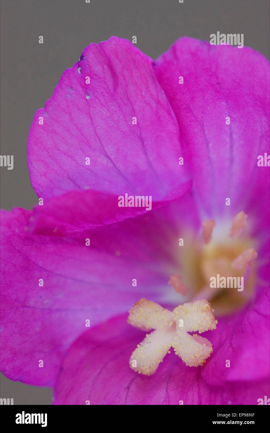 wild violet carnation  epilobium parviflorum hirstum sylvestris Stock Photo