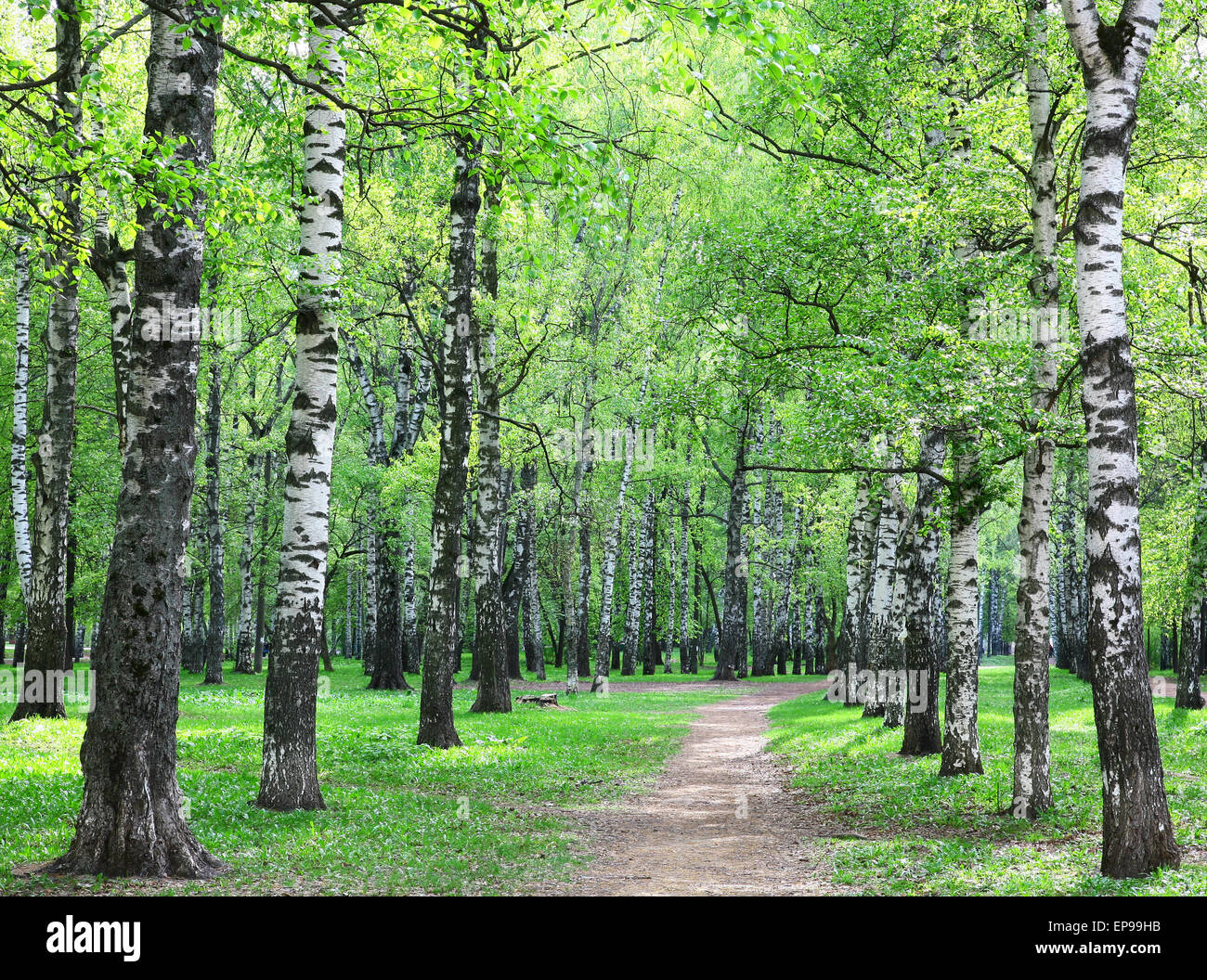 Spring evening birch forest after rain Stock Photo