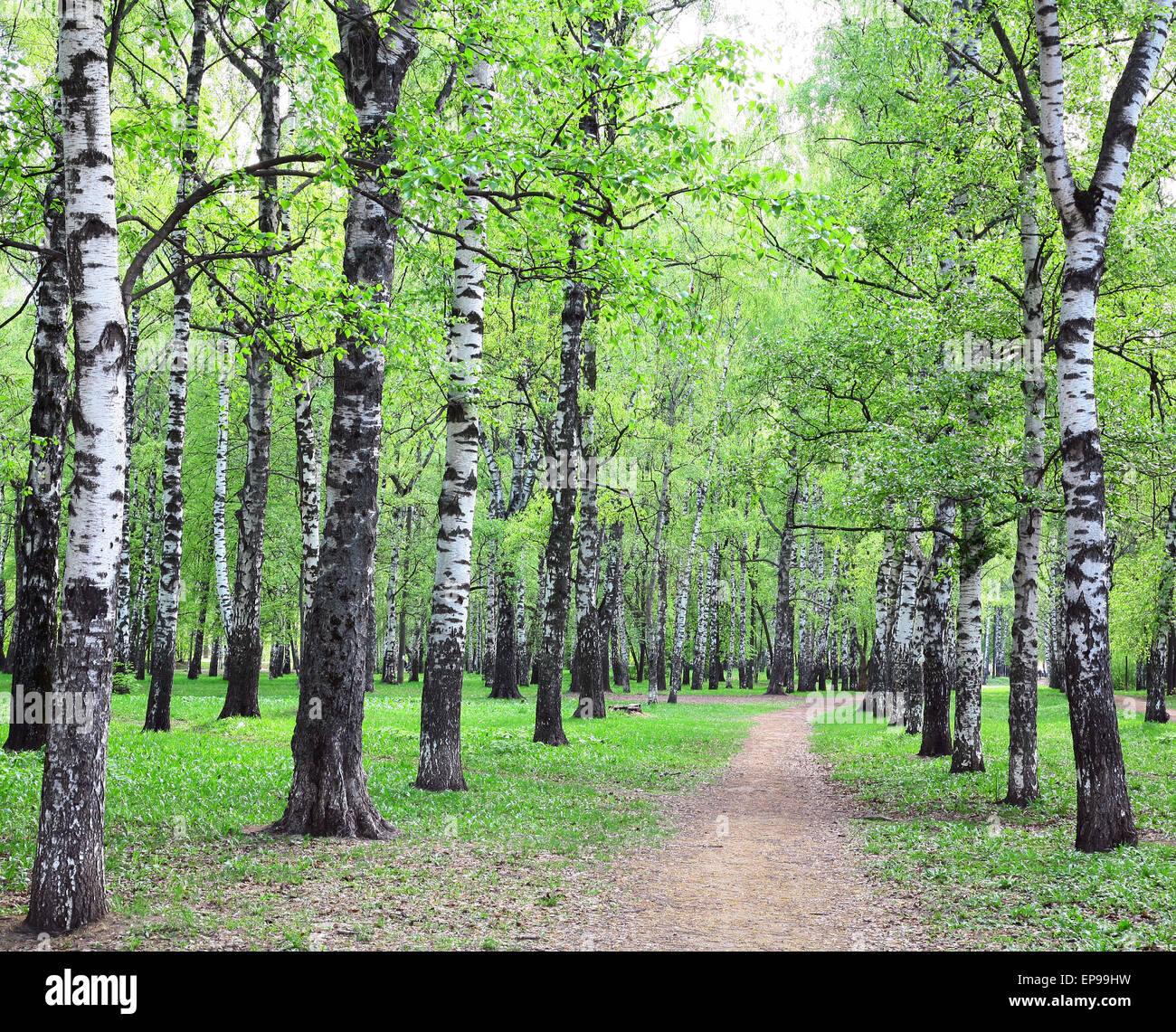 Spring pathway in the evening sunny birch grove Stock Photo