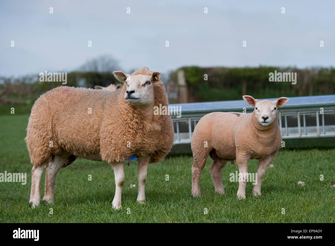 texel sheep and lamb Stock Photo