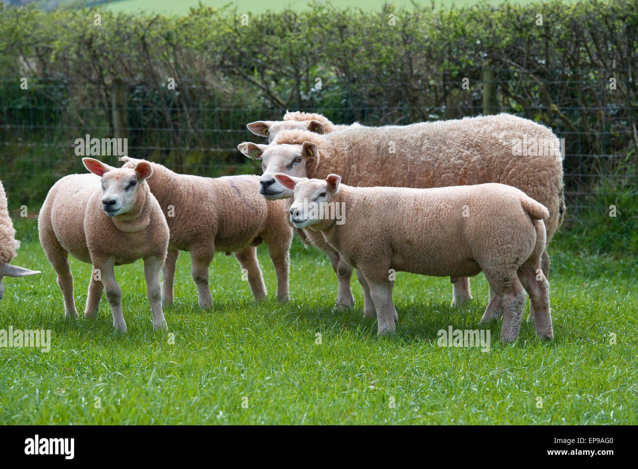 flock of ewes and lambs Stock Photo