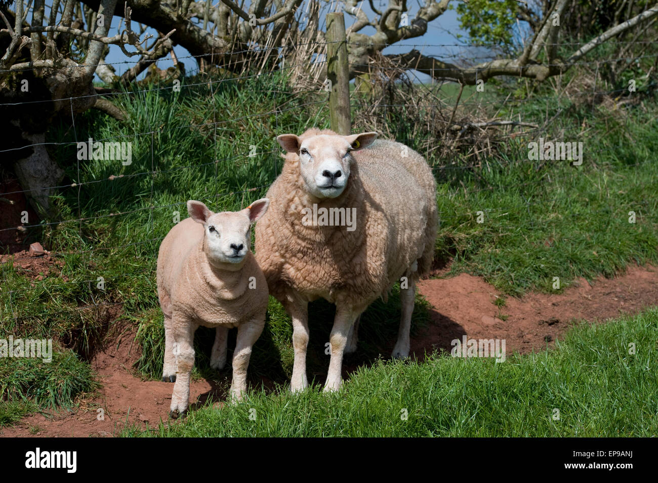 Texel ewe and lamb Stock Photo