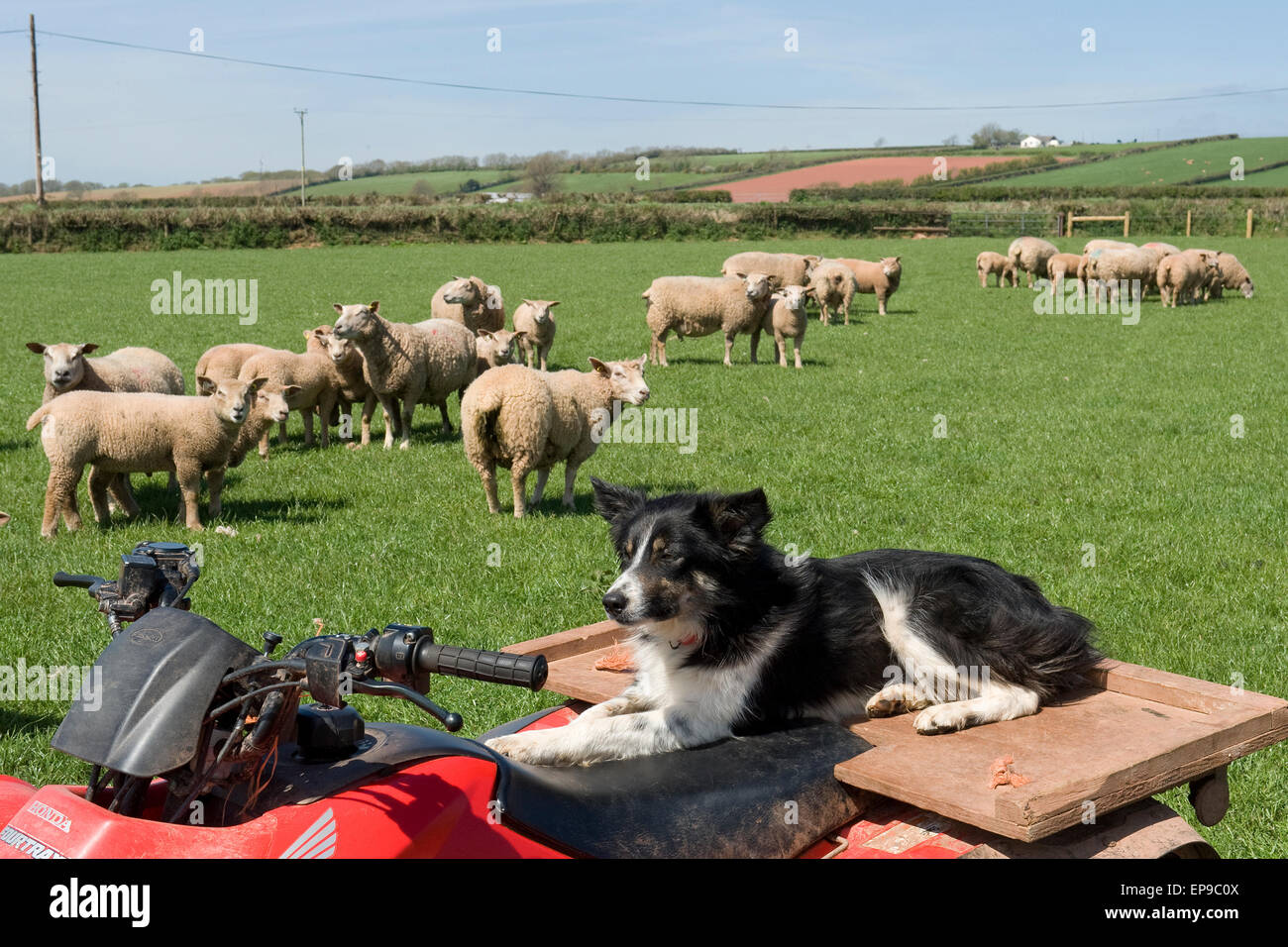 sheep dog watching sheep Stock Photo