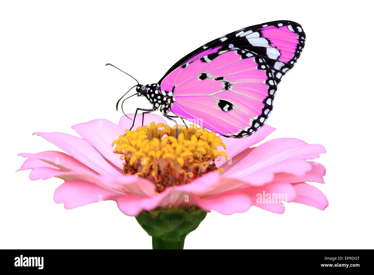 exotic pink butterfly isolated on white background Stock Photo - Alamy
