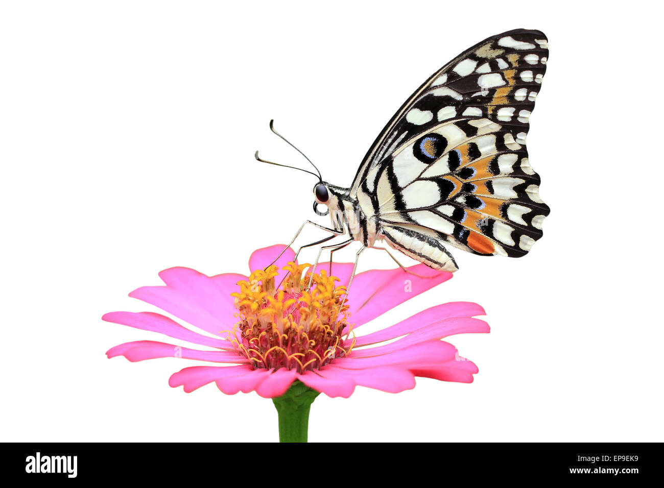 beautiful butterfly on the flower isolated on white background Stock ...