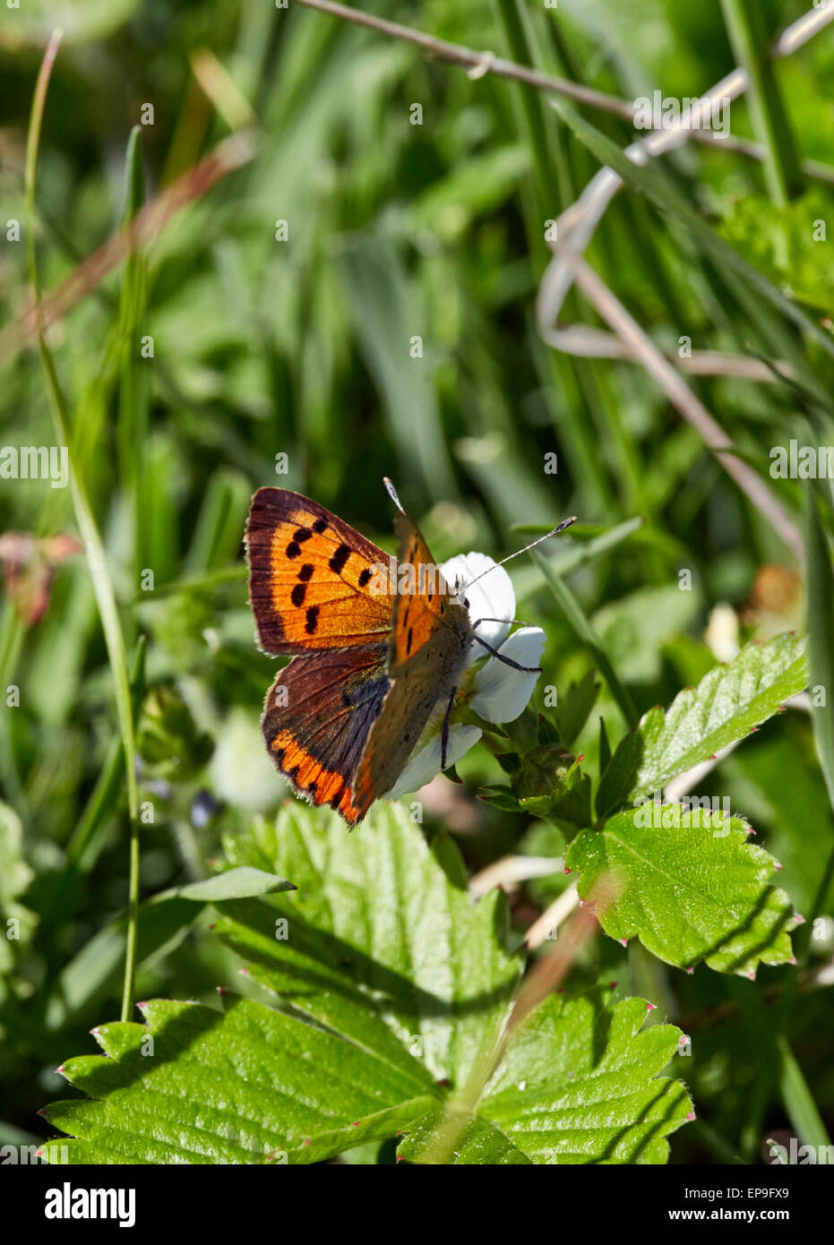 Small Copper butterfly on wild strawberry flower. Fairmile Common, Esher, Surrey, England. Stock Photo