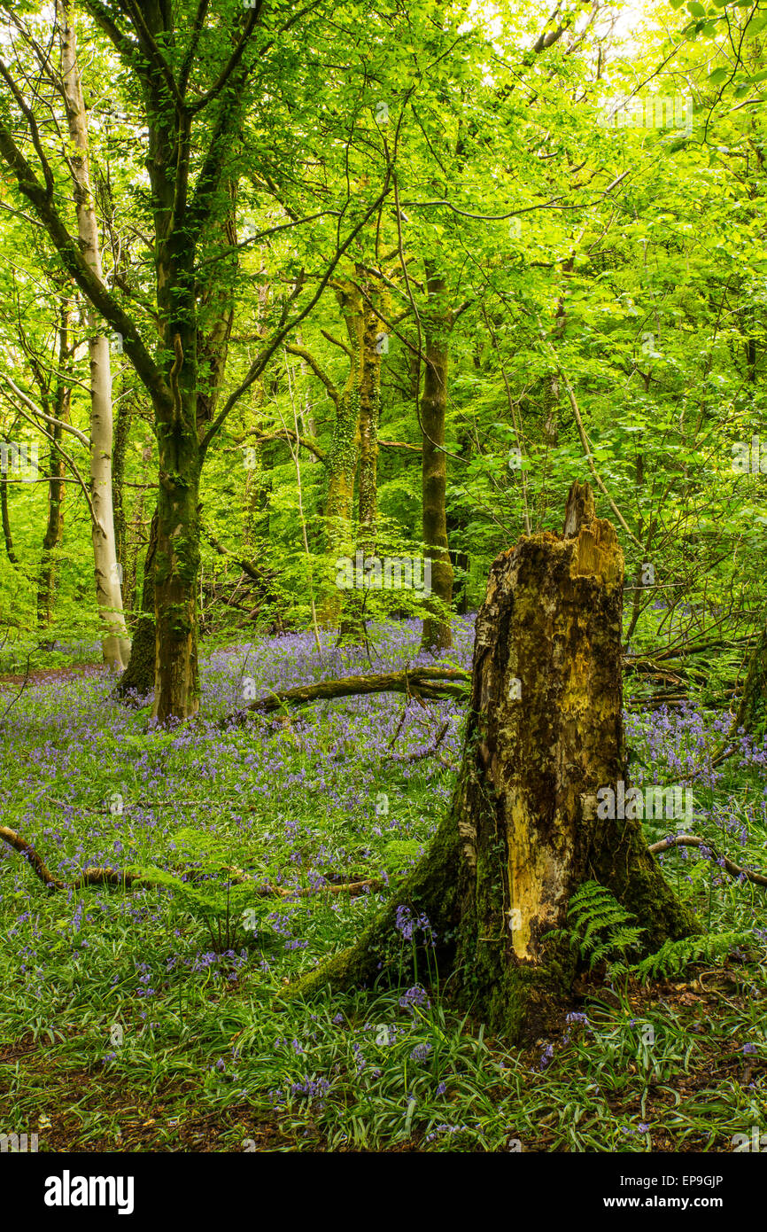 Ancient Woods Welsh High Resolution Stock Photography and Images Alamy