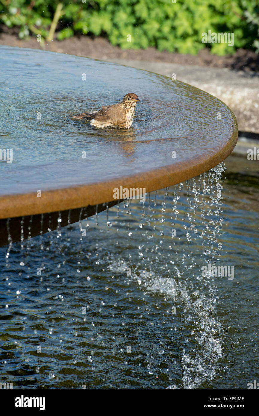 Garden bird bath water feature hi-res stock photography and images - Alamy