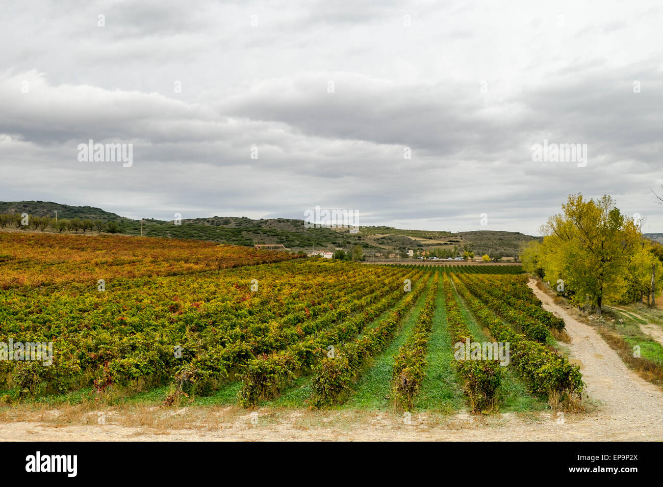Veruela vineyard. Tarazona and Moncayo region, Aragon, Spain Stock Photo