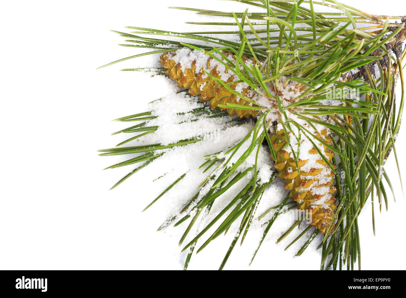 Snow-covered pine branch with cones isolated on white background Stock ...