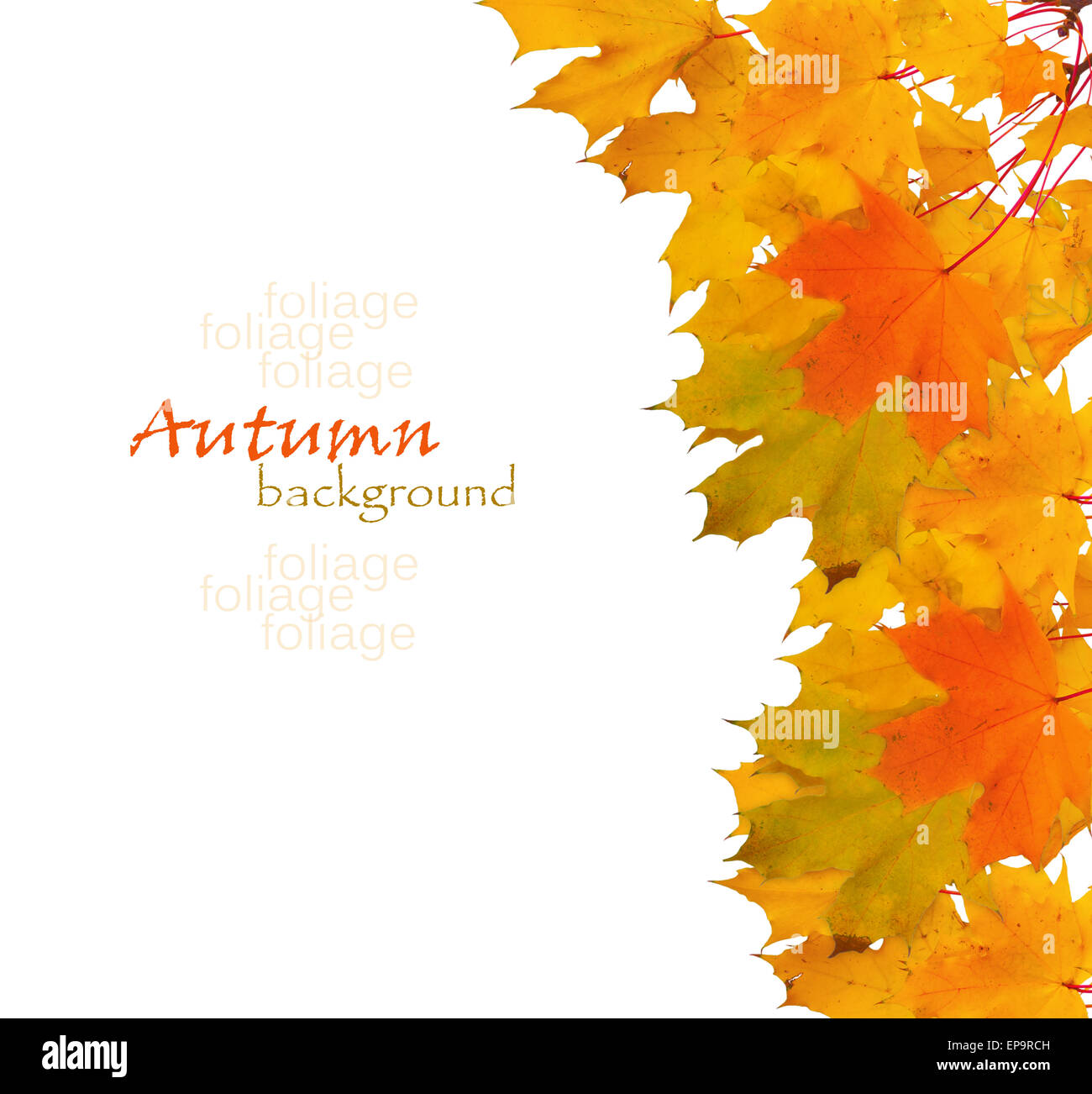 Autumn maple branch with leaves isolated on a white background Stock ...