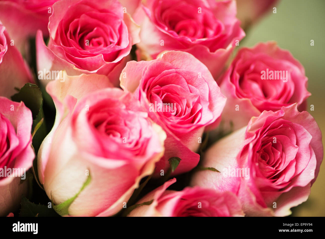 Nice roses in celebration concept Stock Photo - Alamy