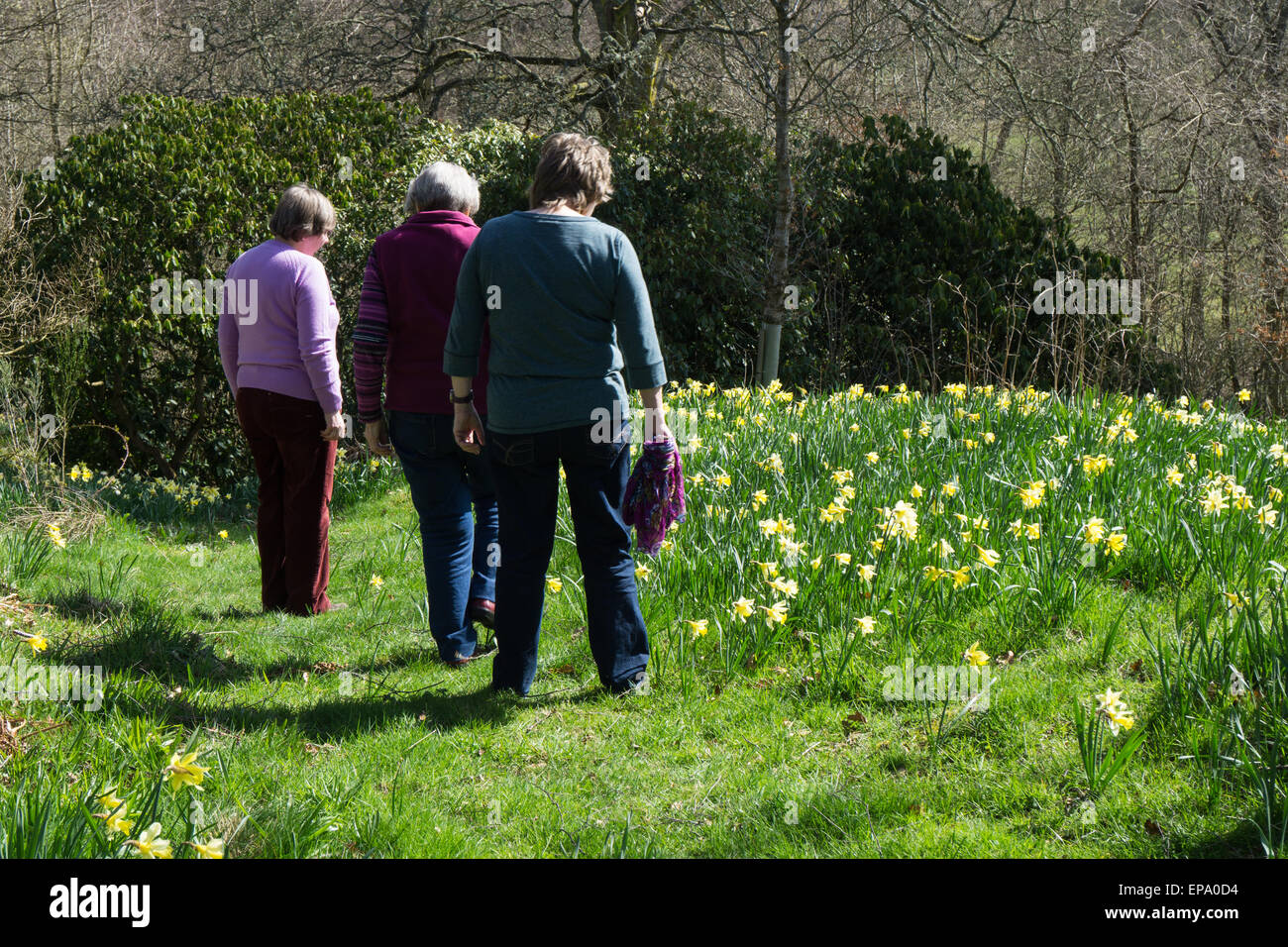 Three mature adults looking at spring Daffodils Stock Photo