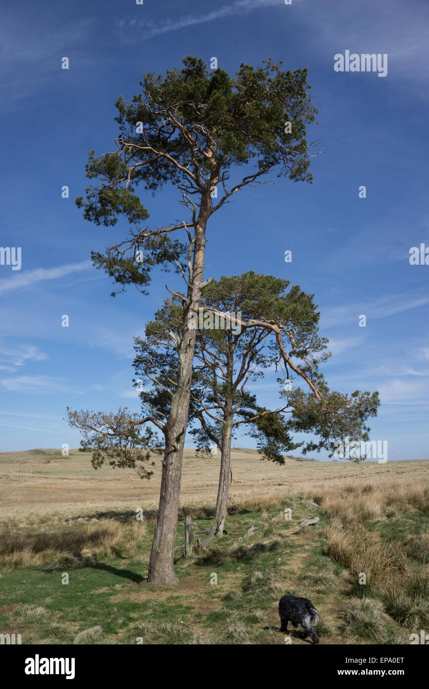 Trees on hillside and blue sky, Scottish Borders Stock Photo Alamy