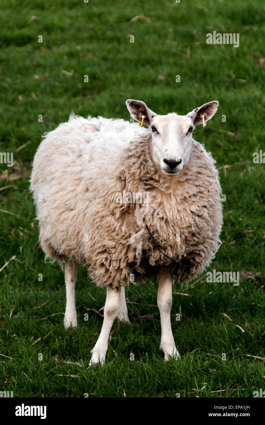 A single sheep that is wary of walkers passing by. Stock Photo