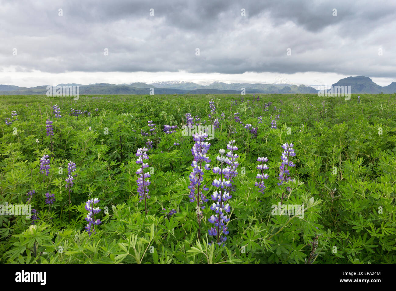 Lupins Lupinus nootkatensis Also Known as the Nootka Lupin Growing on the Flood Plain of the Katla Volcano Iceland Stock Photo