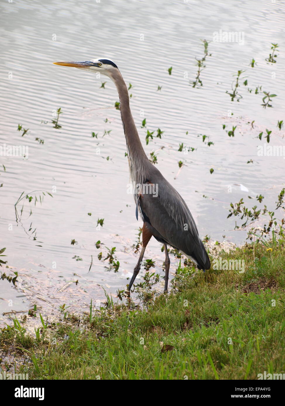 Lake Ray Hubbard Marina Stock Photo Alamy