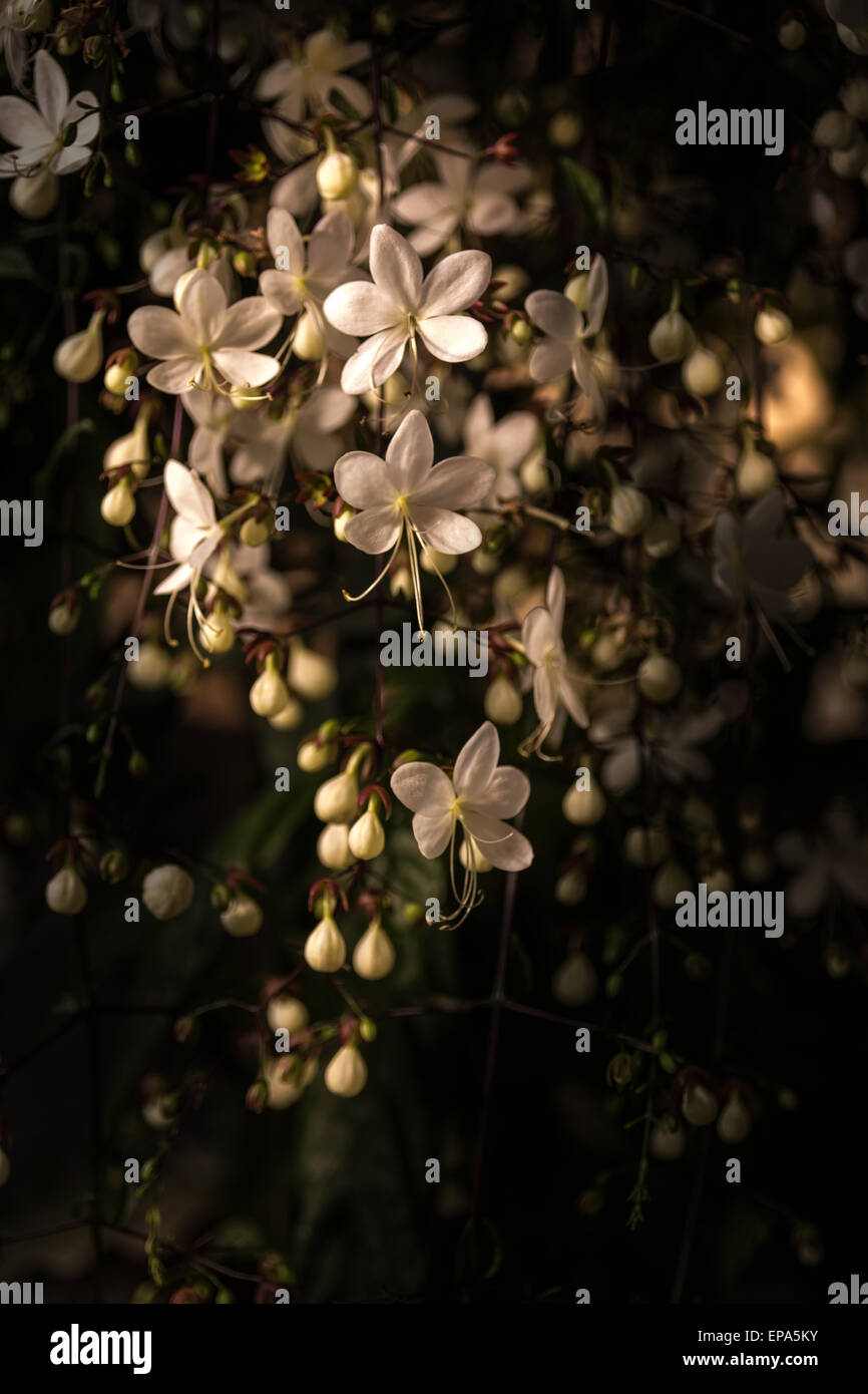 beautiful white flowers bloom in winter. Clerodendrum flower Stock