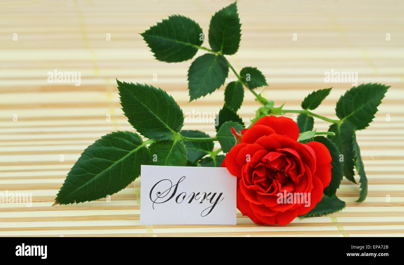 Sorry card with red wild rose Stock Photo Alamy