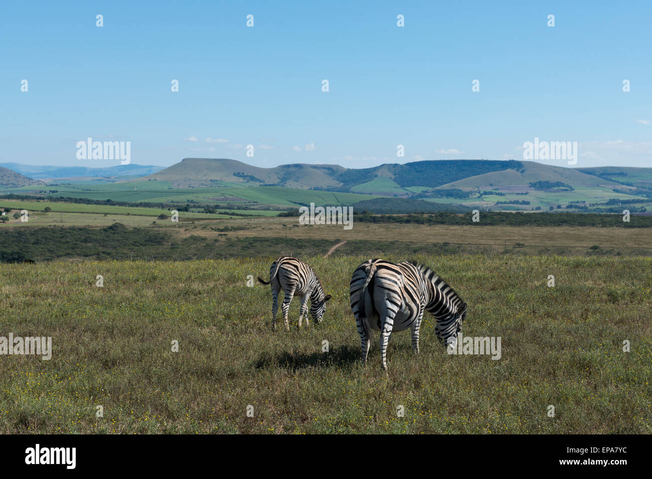South Africa, Durban. Tala Game Reserve. Plains zebra (Equus quagga