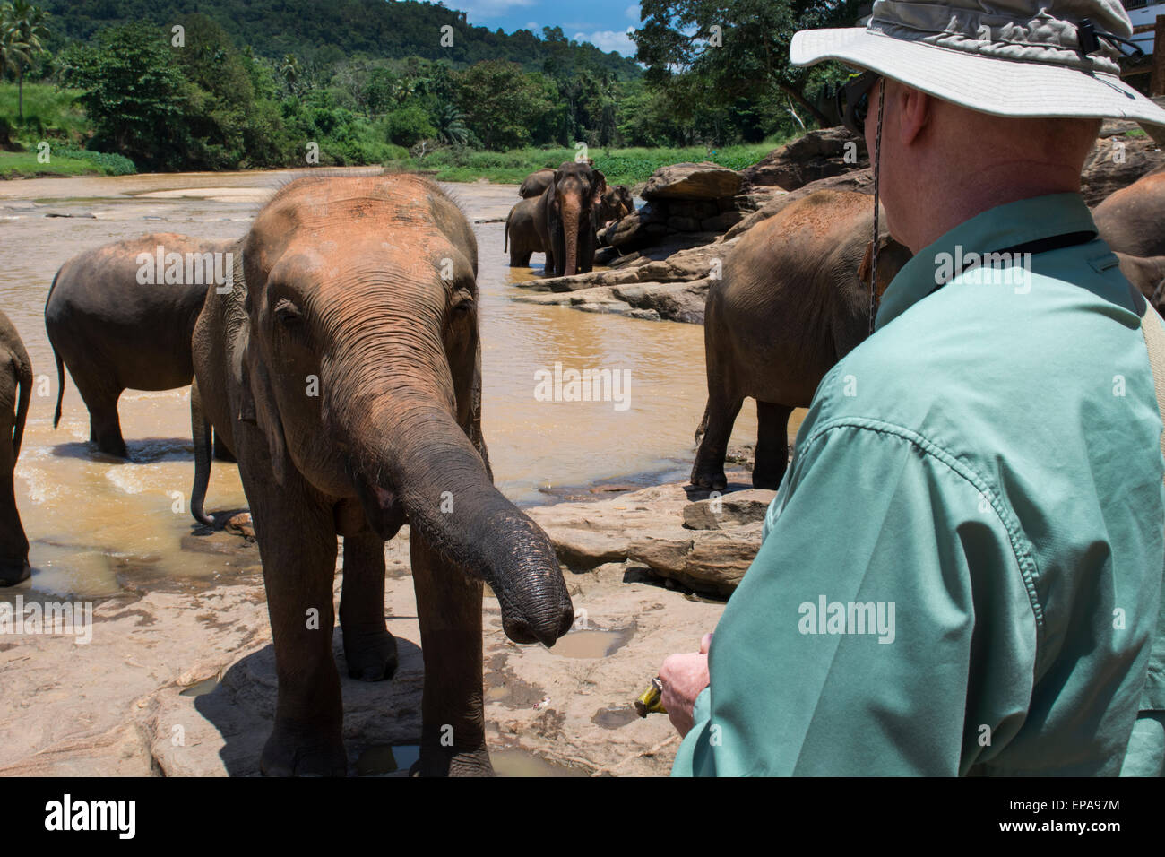 Sri Lanka, Pinnawela Elephant Orphanage, est. in 1975 by the Wildlife Department. Tourist feeding orphaned elephant. Stock Photo