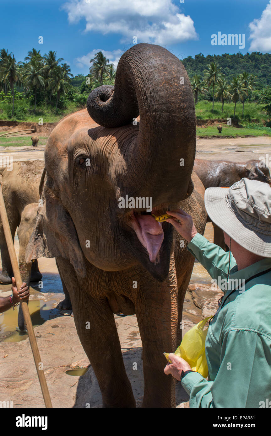 Sri Lanka, Pinnawela Elephant Orphanage, est. in 1975 by the Wildlife Department. Tourist feeding orphaned elephant. Stock Photo