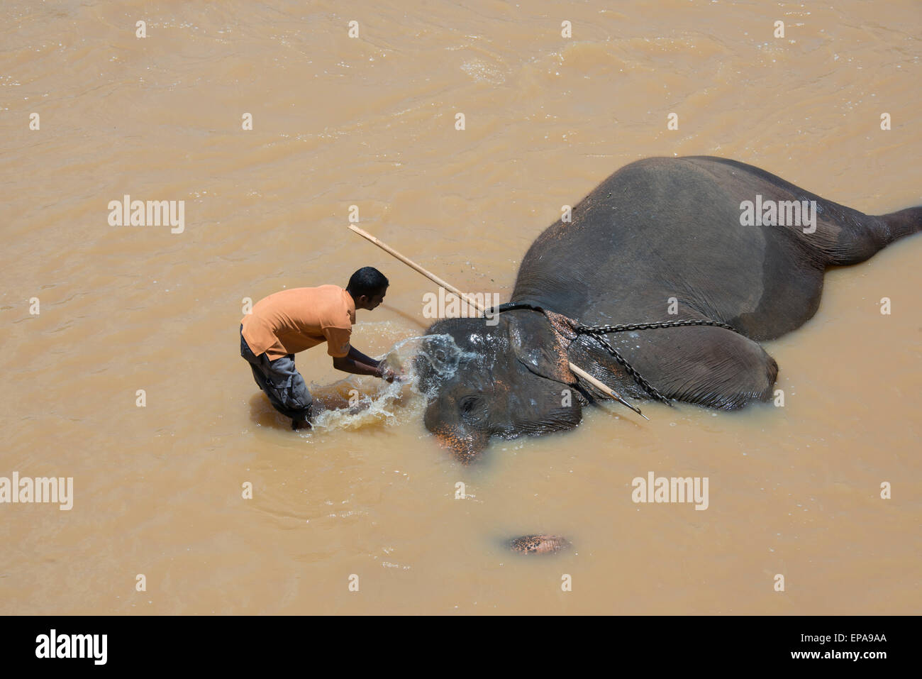 Sri Lanka, Pinnawela Elephant Orphanage, est. in 1975 by the Wildlife Department. Mahout (care giver/trainer) cooling off. Stock Photo