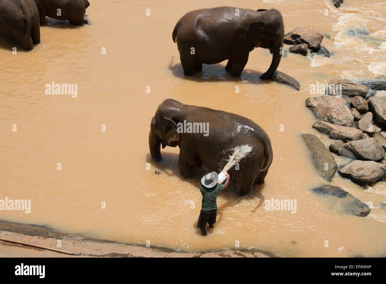 Sri Lanka, Pinnawela Elephant Orphanage, est. in 1975 by the Wildlife Department. Mahout (care giver/trainer) giving bath. Stock Photo