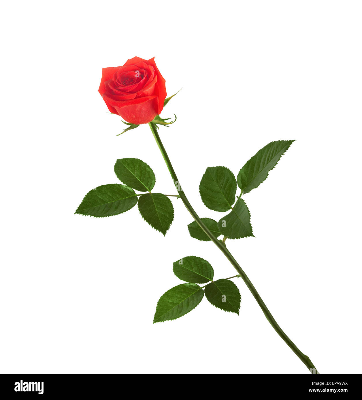 Red rose with green leaves isolated on white background Stock Photo