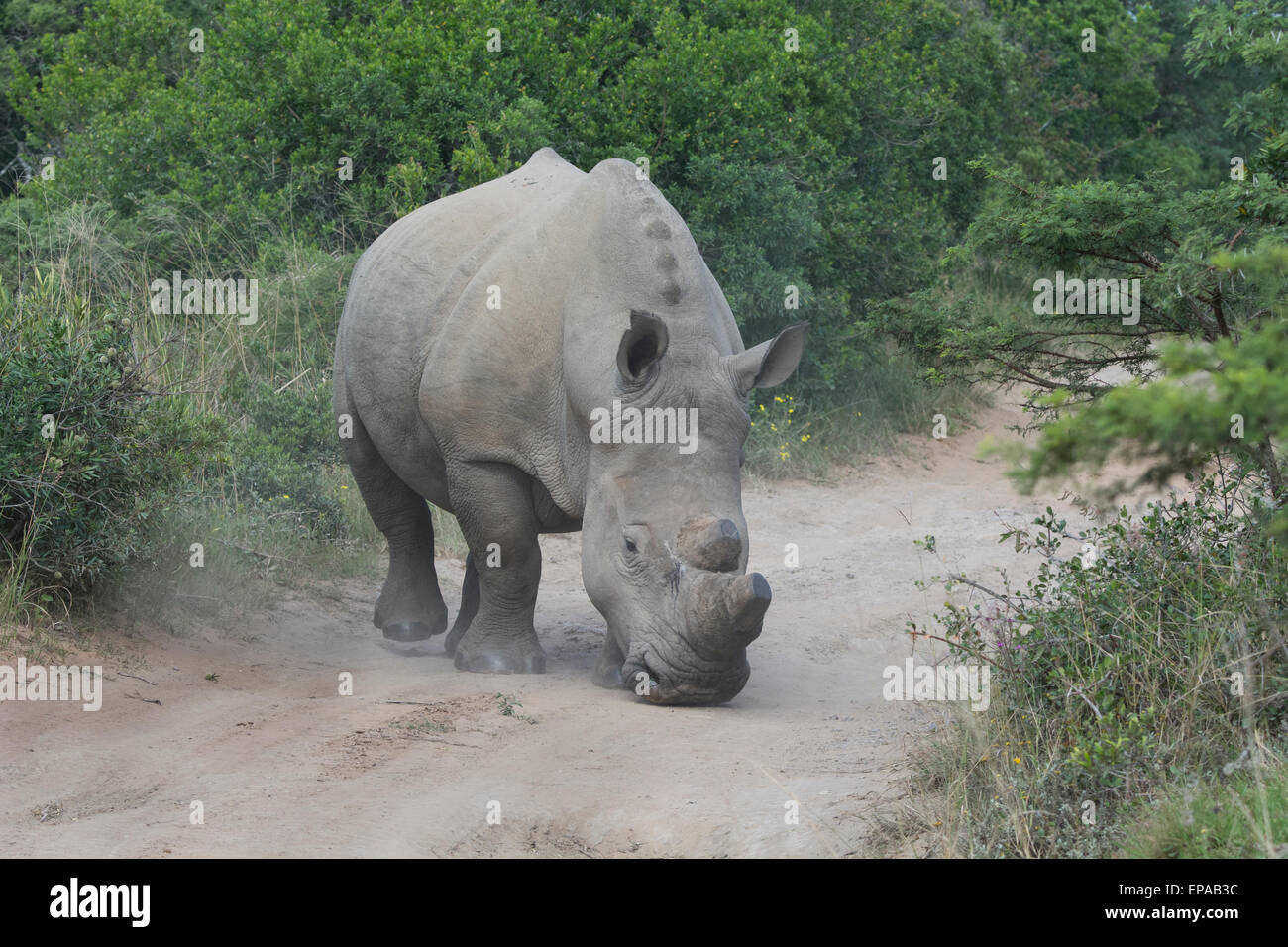 South Africa, Eastern Cape, East London. Inkwenkwezi Game Reserve. White rhinoceros (Wild: Ceratotherium simum) Stock Photo